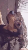 Dylan