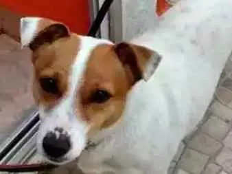 Cachorro ra a Viralata idade 6 ou mais anos nome Fuxo