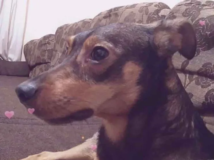 Cachorro ra a Vira lata idade 1 ano nome Dylan