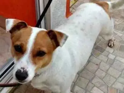 Cachorro ra a Viralata idade 6 ou mais anos nome Fuxo
