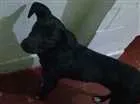 Cachorro raça SRD com labrador idade 7 a 11 meses nome Trovão