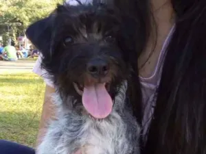 Cachorro raça Vira lata com poodle  idade 2 a 6 meses nome Max