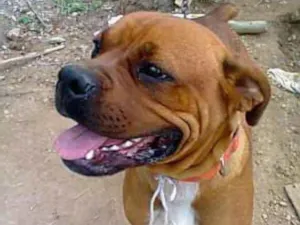 Cachorro raça Boxer idade 3 anos nome Madona
