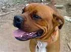 Cachorro raça Boxer idade 3 anos nome Madona