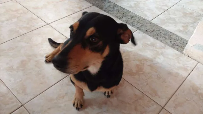 Cachorro raça Basset idade 2 anos nome Bob