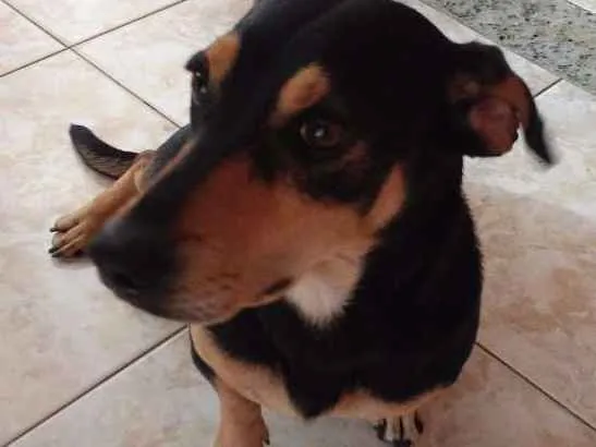 Cachorro raça Basset idade 2 anos nome Bob