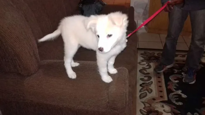 Cachorro ra a misturado idade 2 a 6 meses nome bidu