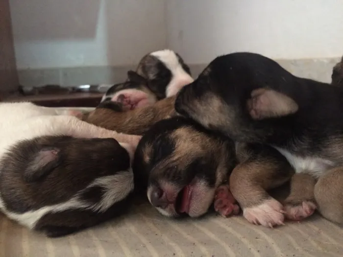 Cachorro ra a Indefinido idade Abaixo de 2 meses nome Vários