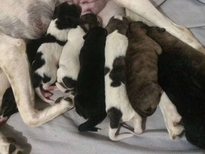 Cachorro ra a Indefinido idade Abaixo de 2 meses nome Vários