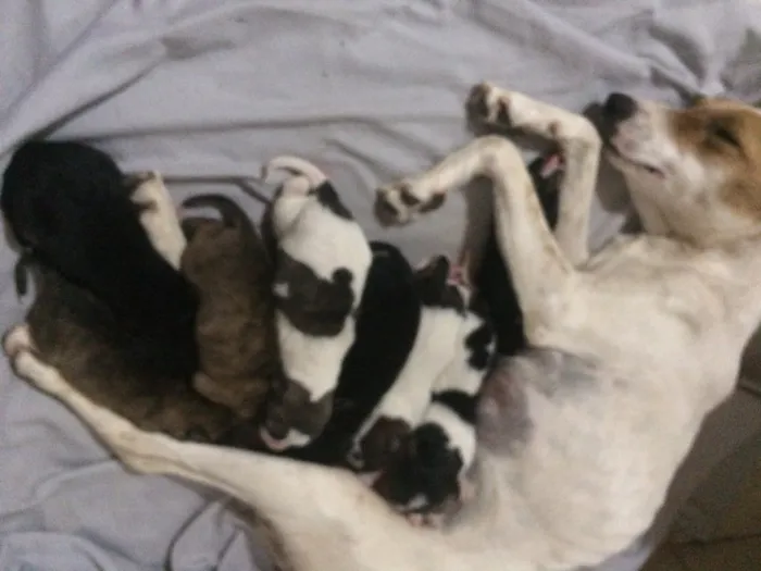 Cachorro ra a Indefinido idade Abaixo de 2 meses nome Vários
