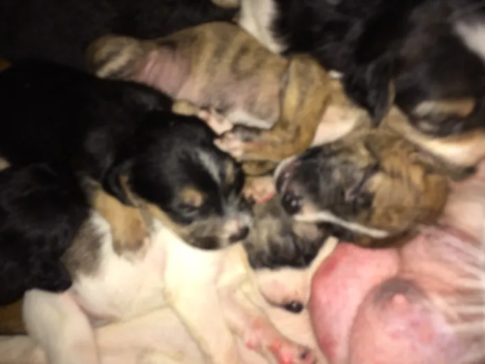 Cachorro ra a Indefinido idade Abaixo de 2 meses nome Vários