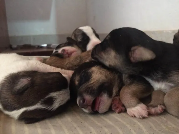 Cachorro ra a Indefinido idade Abaixo de 2 meses nome Vários