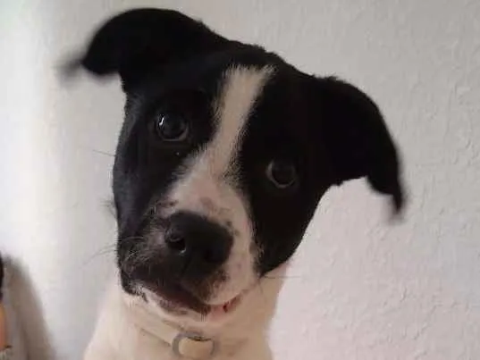 Cachorro ra a Não Definida idade 2 a 6 meses nome Pitucha