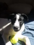 Pitucha