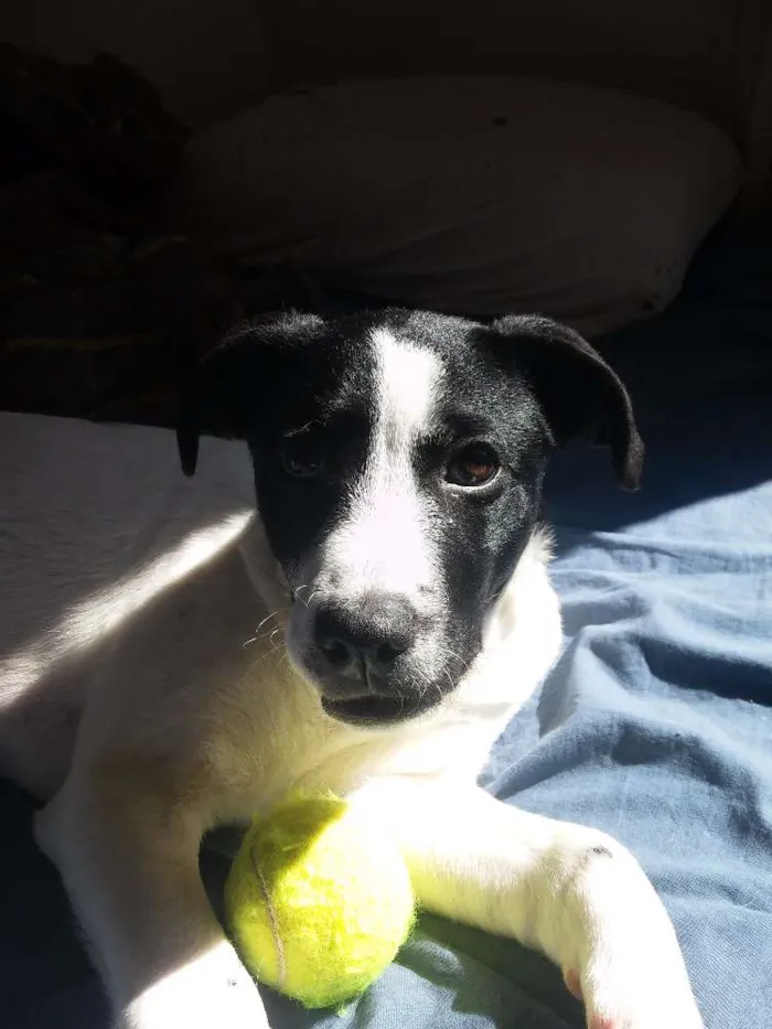 Cachorro ra a Não Definida idade 2 a 6 meses nome Pitucha