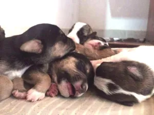 Cachorro raça Indefinido idade Abaixo de 2 meses nome Vários