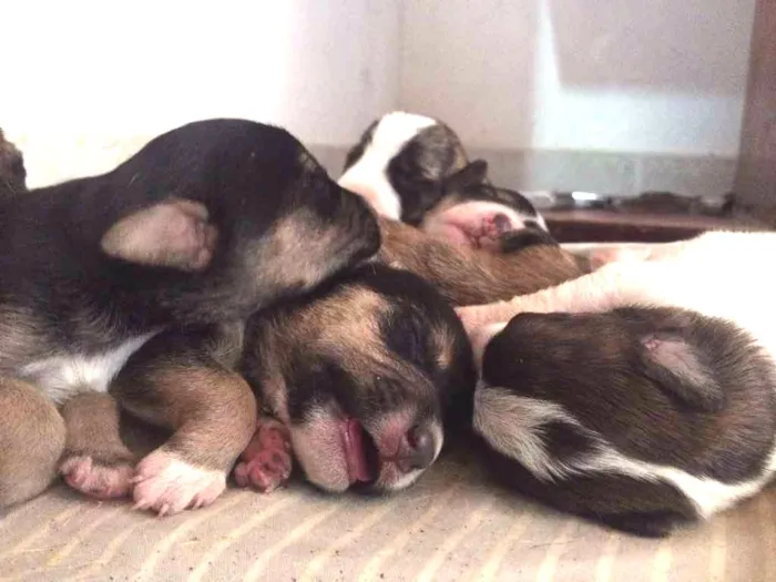 Cachorro ra a Indefinido idade Abaixo de 2 meses nome Vários