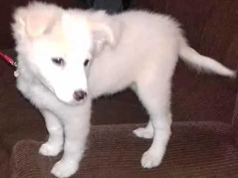 Cachorro ra a misturado idade 2 a 6 meses nome bidu