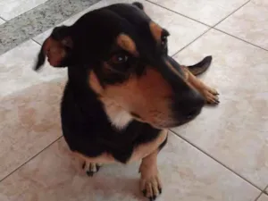 Cachorro raça Basset idade 2 anos nome Bob