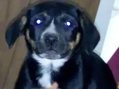 Cachorro raça SRD idade 2 a 6 meses nome Vilma