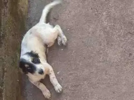 Cachorro ra a Vira lata idade 2 a 6 meses nome Marronzinha