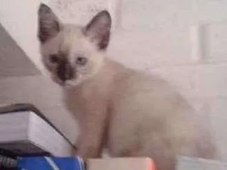 Gato ra a Mestiça . idade 7 a 11 meses nome Clarinha