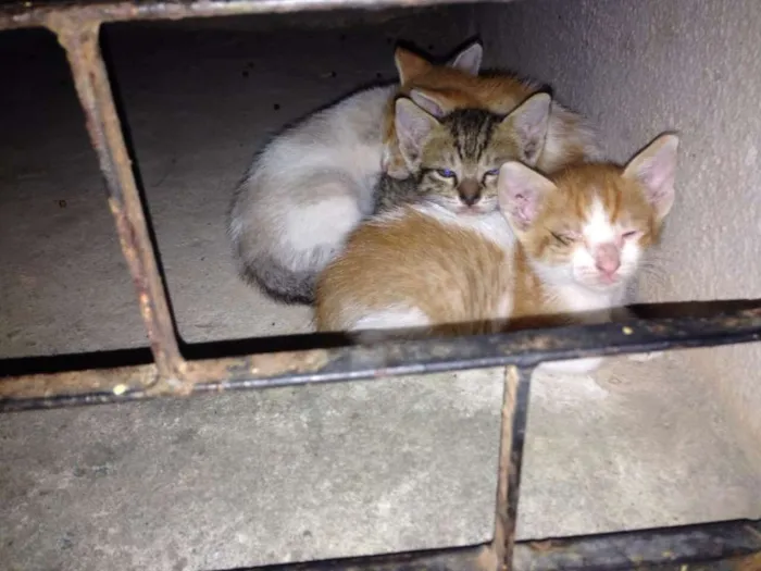 Gato ra a SRD idade Abaixo de 2 meses nome Sem nomes