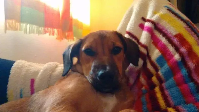 Cachorro ra a Vira-lata idade 2 a 6 meses nome Frida