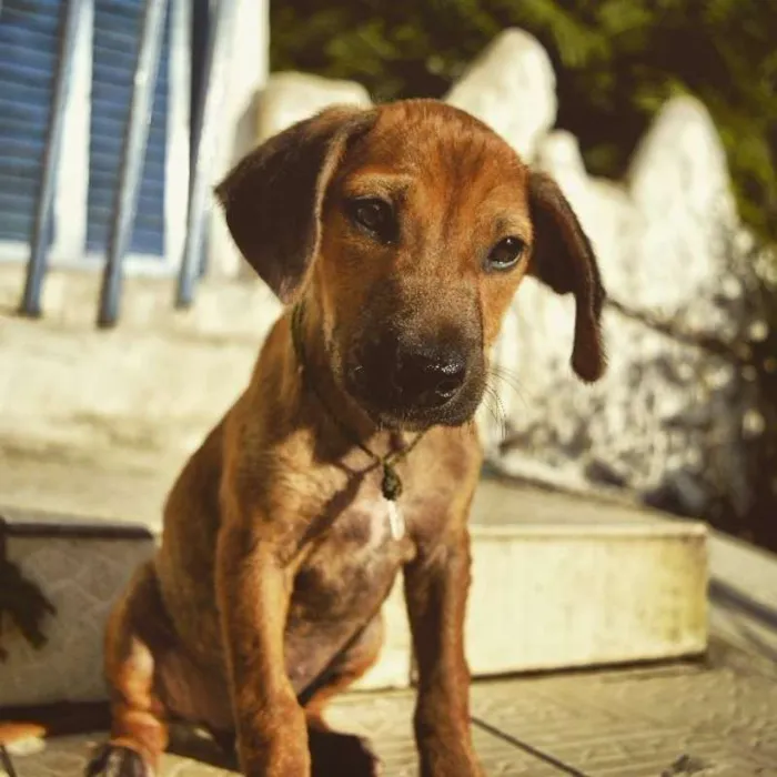 Cachorro ra a Vira-lata idade 2 a 6 meses nome Frida