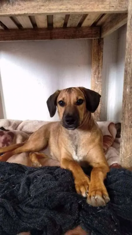 Cachorro ra a Vira-lata idade 2 a 6 meses nome Frida