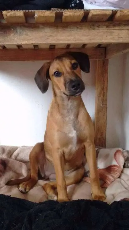 Cachorro ra a Vira-lata idade 2 a 6 meses nome Frida
