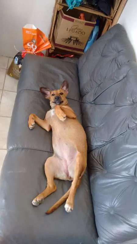 Cachorro ra a Vira-lata idade 2 a 6 meses nome Frida