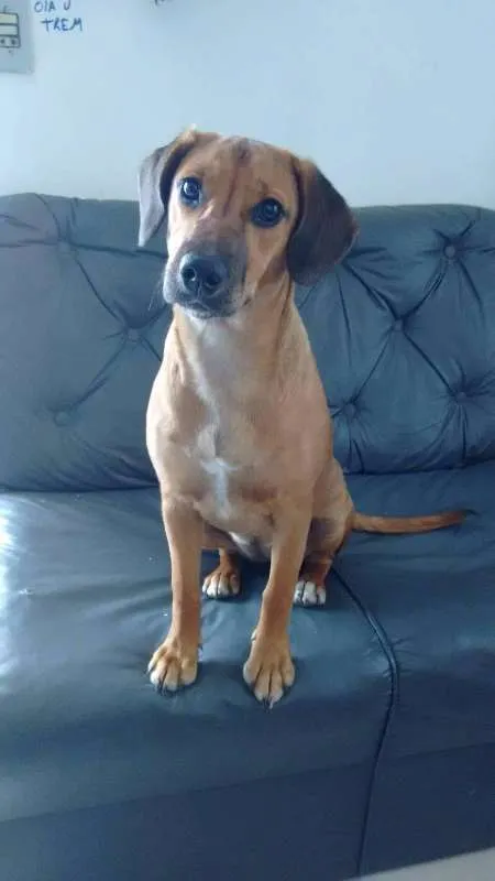 Cachorro ra a Vira-lata idade 2 a 6 meses nome Frida