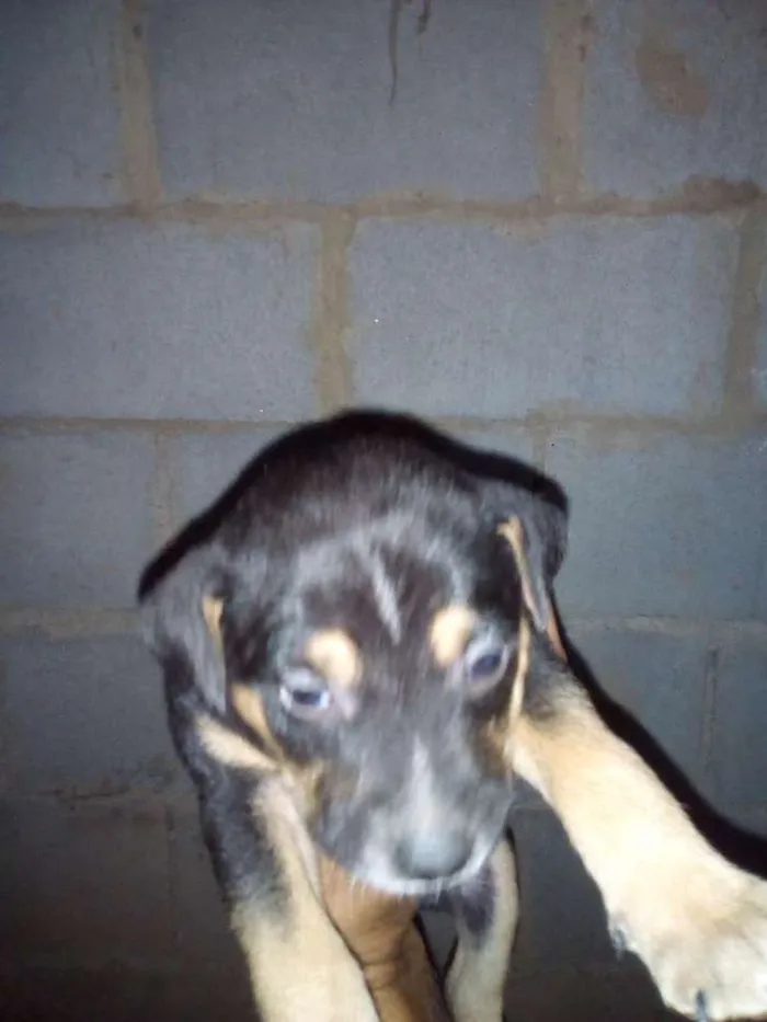 Cachorro raça Não definido idade Abaixo de 2 meses nome Sem nome