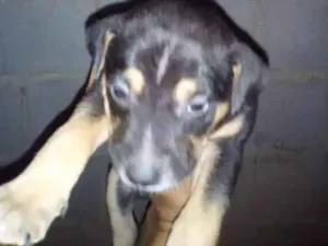 Cachorro raça Não definido idade Abaixo de 2 meses nome Sem nome