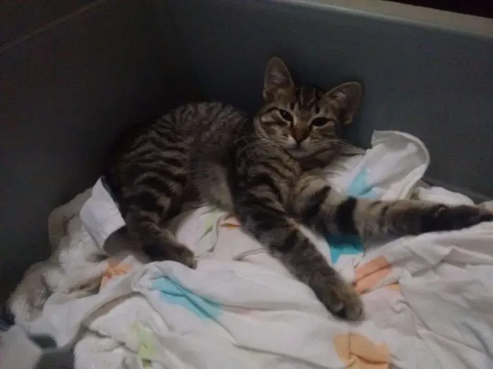 Gato ra a Siamês idade 2 a 6 meses nome Nenhum