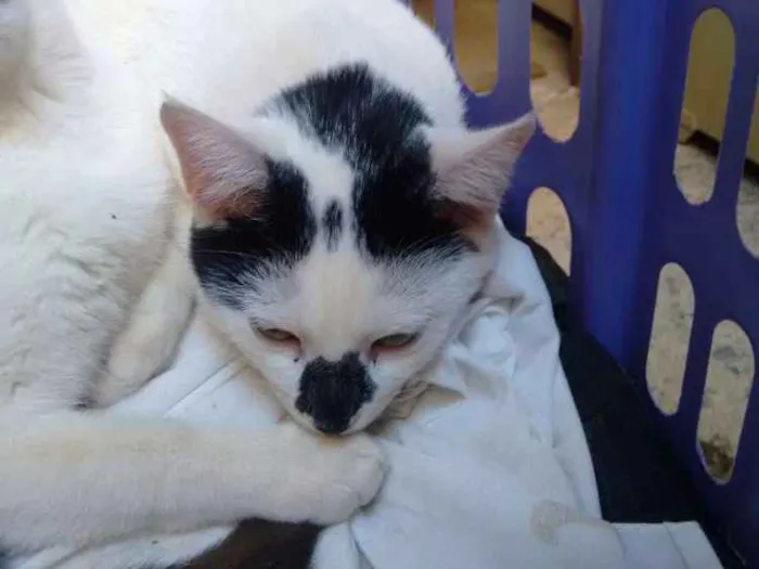 Gato ra a Siamês idade 2 a 6 meses nome Nenhum