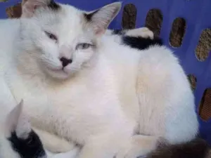 Gato raça Siamês idade 2 a 6 meses nome Nenhum