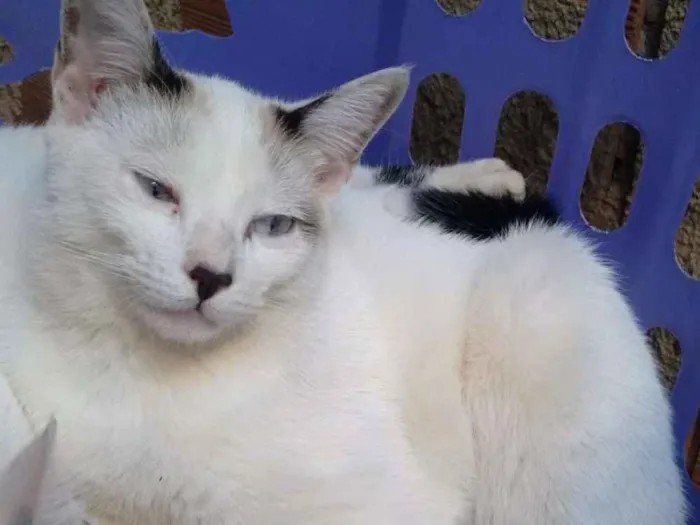 Gato ra a Siamês idade 2 a 6 meses nome Nenhum