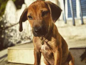 Cachorro raça Vira-lata idade 2 a 6 meses nome Frida