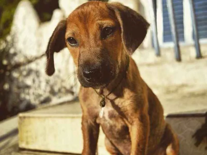 Cachorro ra a Vira-lata idade 2 a 6 meses nome Frida
