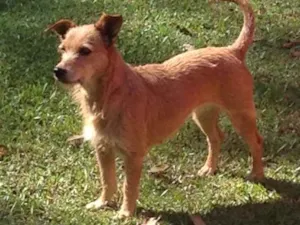Cachorro raça Sem raça definida idade 4 anos nome Mikike