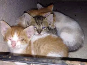 Gato raça SRD idade Abaixo de 2 meses nome Sem nomes