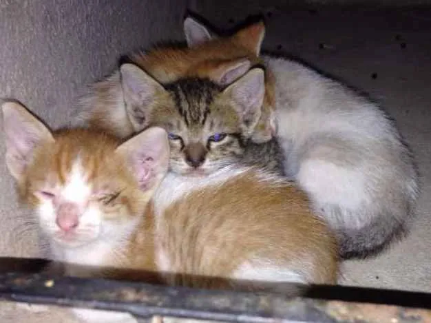 Gato ra a SRD idade Abaixo de 2 meses nome Sem nomes