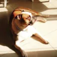 AlCapone
