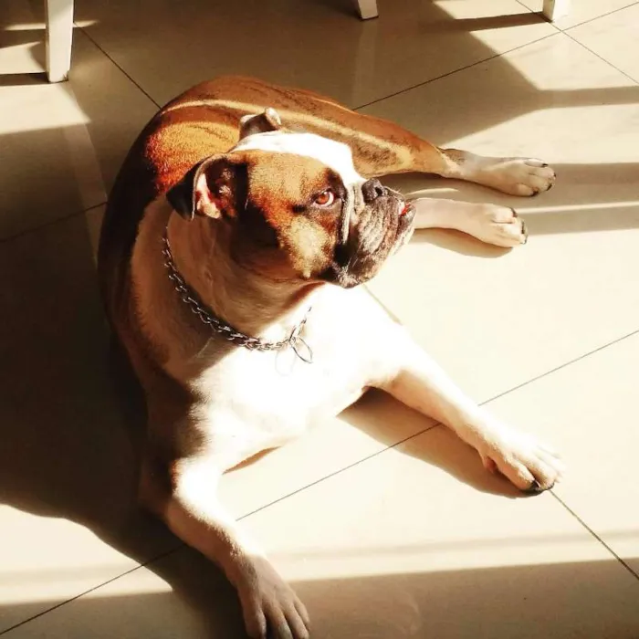 Cachorro ra a Bulldog idade 2 anos nome AlCapone
