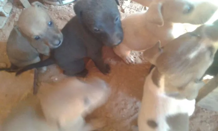 Cachorro ra a Fila brasileiro com vira lata idade Abaixo de 2 meses nome Marley
