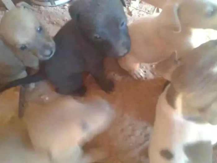 Cachorro ra a Fila brasileiro com vira lata idade Abaixo de 2 meses nome Marley