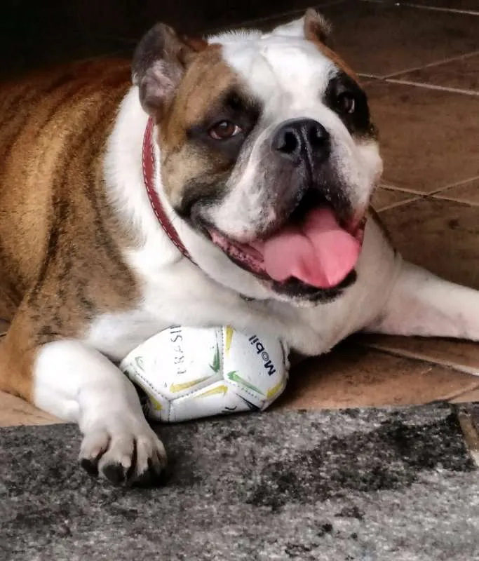 Cachorro ra a Bulldog idade 2 anos nome AlCapone