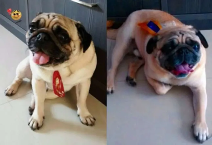 Cachorro ra a Pug idade 6 ou mais anos nome BRAD    Gratifica-se